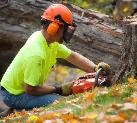 tree services Alliance